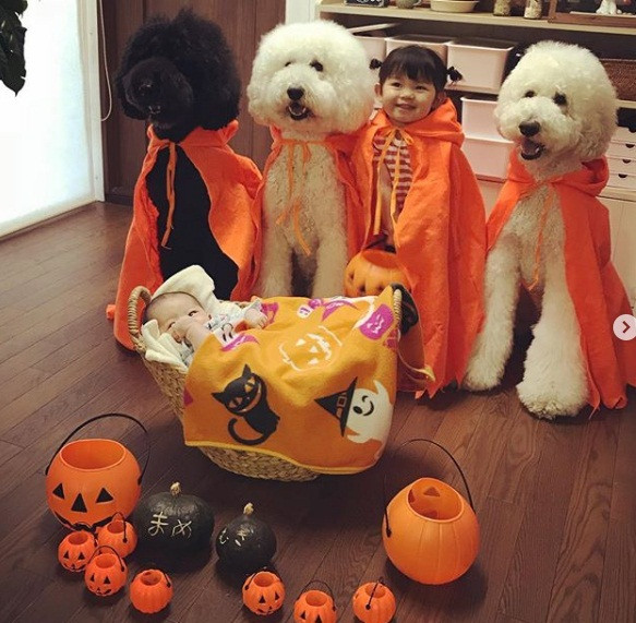 Cô bé Mame vô cùng thân thiết với những chú chó poodle này.