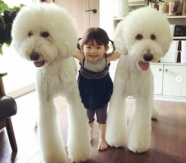 Cô bé 2 tuổi luôn tươi tắn khi chụp ảnh cùng chó cưng.