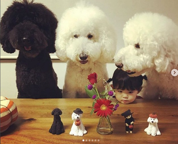 Riku, Gaku và Qoo thuộc giống chó Standard Poodle, hay còn gọi là chó săn vịt, trước kia chuyên dùng để săn các loại thủy cầm trong đó chủ yếu là vịt. Ngày nay giống chó này được lai tạo để trở thành dòng chó cảnh.