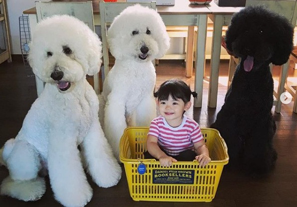 Những khoảnh khắc chơi đùa dễ thương của Mame cùng đàn chó được bà của em lại tranh thủ chụp lại và chia sẻ lên mạng.