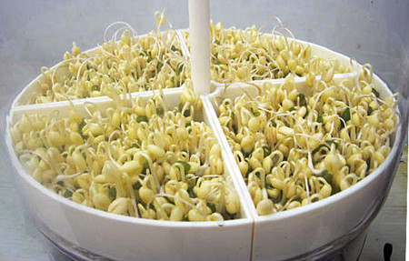 Không chỉ vậy, mầm giá đỗ cũng rất giàu vitamin, khoáng chất… giúp hỗ trợ chức năng sinh lý, chức năng sinh sản cho cả nam và nữ.