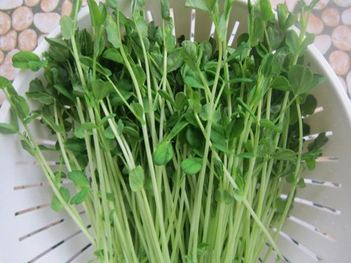 Mầm đậu Hà Lan có chứa hàm lượng carotene lên tới 2700mg/100gr. Trong khi đó, những loại trái cây, rau dưa mà chúng ta thường ăn chỉ có lượng carotene là 100mg/100gr. Mầm đậu Hà Lan có thể dùng làm rau trộn, xào hay xào trứng cũng đều rất ngon miệng.