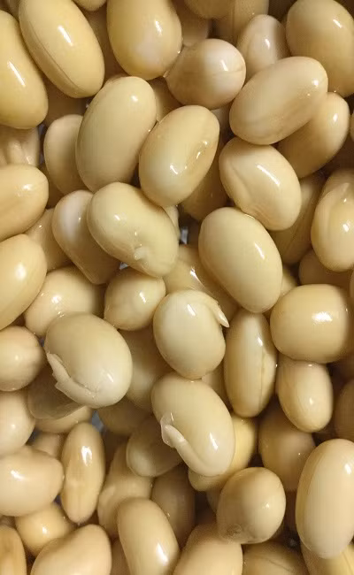 Dùng thực phẩm mọc mầm này làm sữa đậu nành hoặc xào cùng nấm hương đều là những lựa chọn ẩm thực vừa bổ dưỡng lại vừa ngon miệng. Cần lưu ý rằng đậu tương mọc mầm trong thời gian càng ngắn, độ dài chưa tới nửa centimet là tốt nhất để ăn.