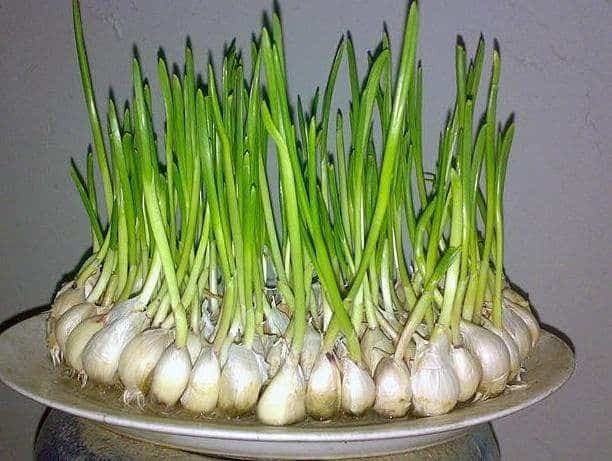 Mầm tỏi có chứa hàm lượng chất chống oxy hóa cao hơn nhiều so với tỏi thường. Hàm lượng các chất này tăng cao nhất vào ngày thứ 5 kể từ khi mọc mầm. Bên cạnh đó, người không quen ăn tỏi có thể thử ăn mầm tỏi. Mầm của loại củ này đặc biệt giàu chất xơ, vitamin C, vitamin A, carotene…