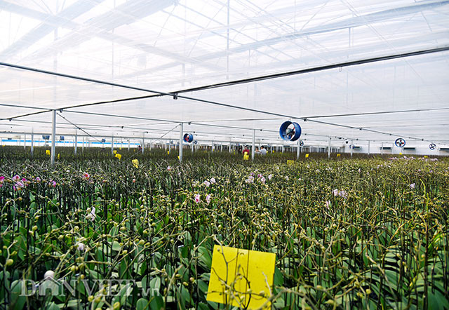 Ở sát Thủ đô Hà Nội trên đất Tiên Du, Bắc Ninh có trang trại hoa Địa Mỹ “thu kép” hàng năm trên dưới 10 tỷ đồng với hai loại hoa chủ lực là hoa lan hồ điệp và ly.