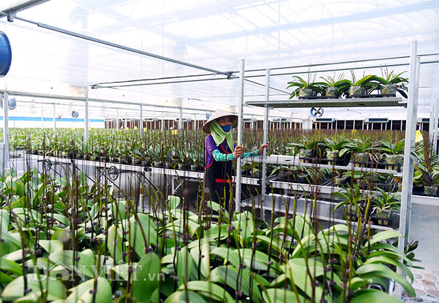 Trong khi nước láng giềng là Thái Lan và Đài Loan đã rất thành công trong ngành công nghiệp hoa lan của họ thì người Việt Nam vẫn chỉ làm kinh tế với hoa lan một cách thụ động. Nghĩa là họ chỉ chờ hoa nở, nếu như gần dịp lễ thì trúng, còn nếu trong những ngày bình thường mà hoa nở quá nhiều thì dội chợ vì không thể bán kịp. Đặc biệt là đối với lan Hồ Điệp, một loại lan có giá trị thương mại cao, nhưng lại rất khó trồng và kiểm soát.