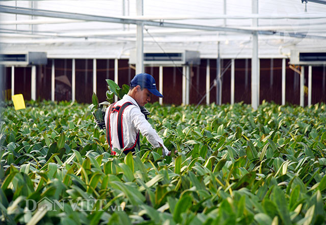 Trang trại sản xuất hoa lan theo hướng nông nghiệp công nghệ cao của ông Vũ Mạnh Hùng đang là điểm được nhiều nông dân, thanh niên khởi nghiệp đến giao lưu học tập, chia sẻ kinh nghiệm trồng các giống lan hồ điệp theo hướng chuyên nghiệp, hiện đại cho giá trị kinh tế cao đang được thị trường ưa chuộng.