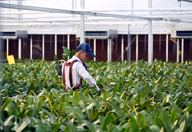 “Dot nhap” trang trai lan ho diep CNC lon nhat dat Kinh bac-Hinh-5