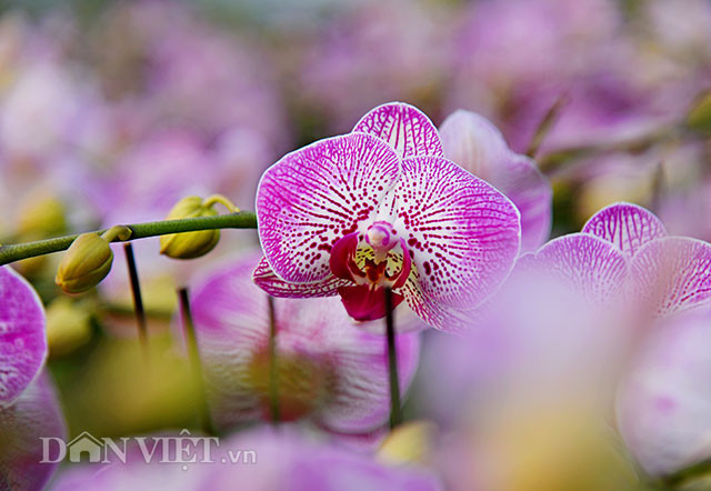 Các giống lan Hồ Điệp trồng không quá khó. Bởi người trồng chỉ cần tuân thủ theo quy trình kỹ thuật hướng dẫn về độ ẩm, nhiệt độ và quy trình chăm sóc, phòng trừ dịch bệnh sẽ đạt năng suất cao.