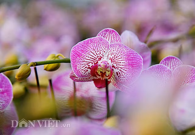 “Dot nhap” trang trai lan ho diep CNC lon nhat dat Kinh bac-Hinh-8