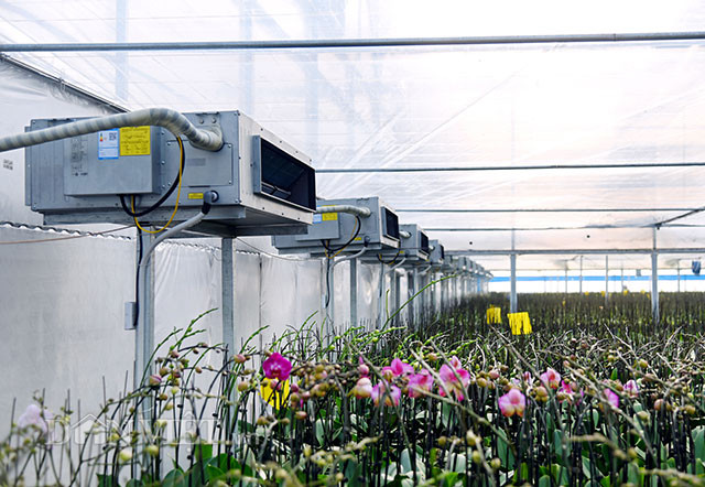 Phóng viên đến trang trại trồng hoa lan hồ điệp công nghệ cao Địa Mỹ trong sự choáng ngợp và bất ngờ về quy mô cũng vẻ đẹp ít nơi nào có được của lan hồ điệp và hoa ly nơi đây.