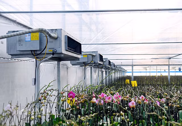 “Dot nhap” trang trai lan ho diep CNC lon nhat dat Kinh bac-Hinh-3