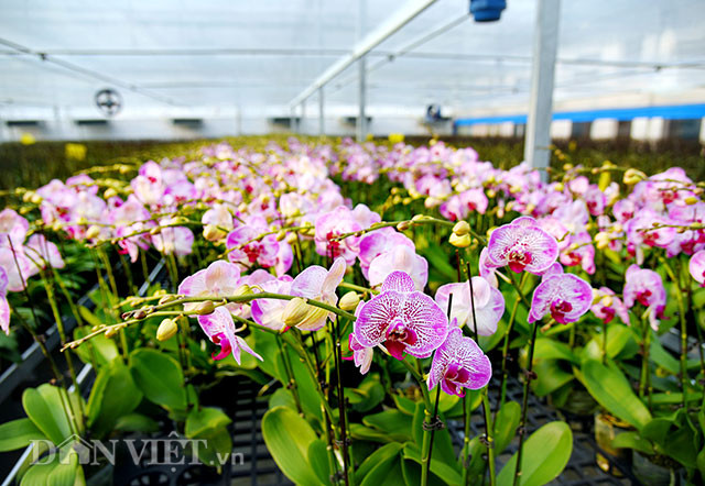 Trong đó, củ ly là “xuất phát điểm” khởi nghiệp để đưa cây hoa lan hồ điệp về nuôi sống thành cây hoa thương phẩm xuất khẩu đạt giá trị kinh tế vượt trội.