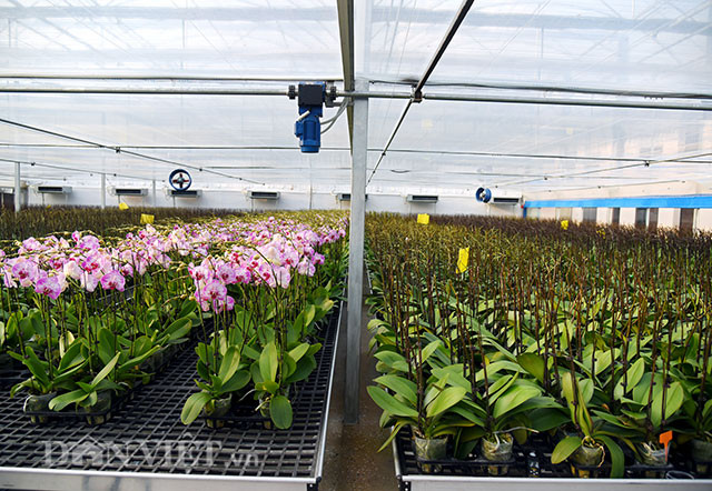 Với niềm đam mê hoa lan từ nhỏ cùng với sự kiên trì học hỏi, biết nắm bắt cơ hội; đến nay, ông nông dân Việt kiều Trung Quốc Vũ Mạnh Hùng sau hơn 10 năm dành trọn tình yêu cho các loài hoa lan đã tạo dựng được thương hiệu hoa lan Địa Mỹ được nhiều người biết đến và yêu thích.