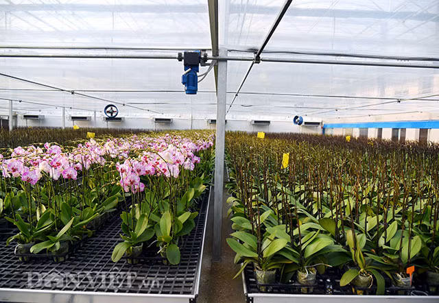 “Dot nhap” trang trai lan ho diep CNC lon nhat dat Kinh bac-Hinh-10