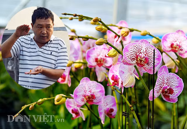 “Dot nhap” trang trai lan ho diep CNC lon nhat dat Kinh bac-Hinh-4