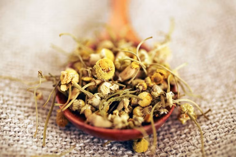 Hoa cúc giúp giảm viêm do mụn trứng cá. Dùng máy xay sinh tố nghiền hoa cúc thành bột nhão và bôi lên vùng mụn. Cách khác, dốc hai túi trà hoa cúc với 1 chén nước đun sôi trong 15 phút. Để trà nguội, sau đó dùng bông gòn để thoa lên mặt sau khi rửa mặt.