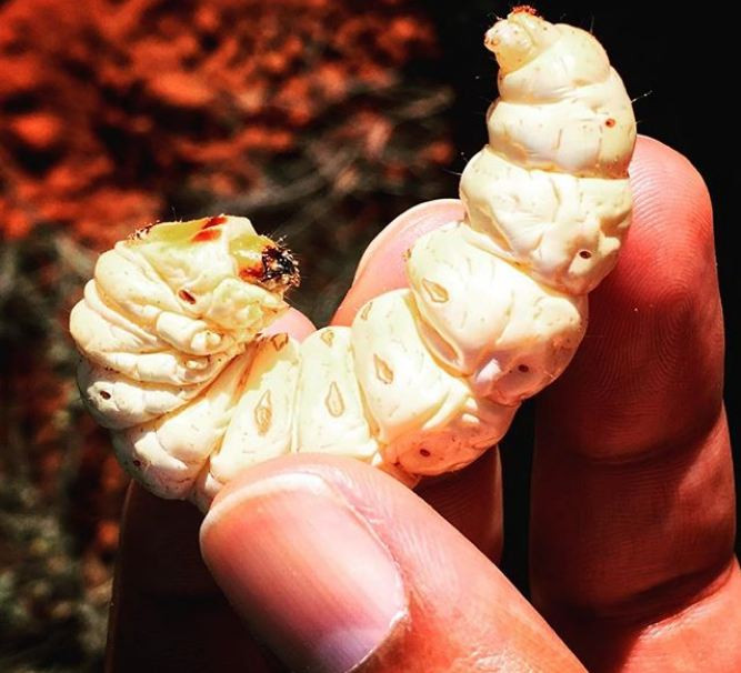 Món sâu béo này thu hút hầu hết những người dân từ nhiều bộ lạc khác nhau, tất cả đều háo hức tham gia vào việc đào bắt loại côn trùng này trong suốt quãng thời gian từ tháng 11 đến tháng 1. Ở thời điểm này, sâu béo và to hơn, có những con dài tới 12 cm, và chúng thường sống ở thân và rễ cây các bụi Witchetty.