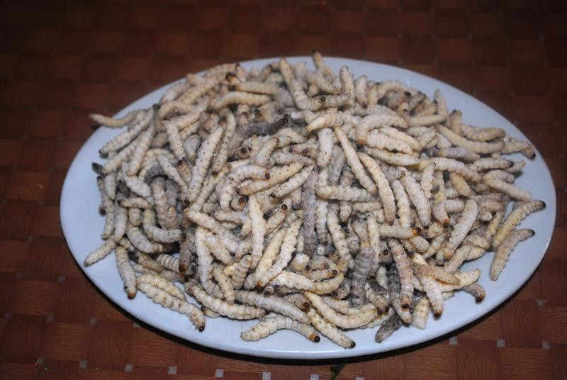 Đĩa sâu măng vàng tươi, có mùi thơm rất hấp dẫn, nhưng không phải ai cũng can đảm để đưa lên miệng thử. Tuy nhiên, khi mạnh dạn thưởng thức bạn sẽ cảm nhận được vị ngậy ngậy, ngọt bùi, thơm thơm rất riêng của loại côn trùng này. 