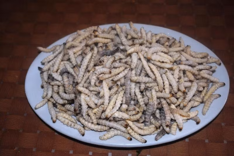 Đĩa sâu măng vàng tươi, có mùi thơm rất hấp dẫn, nhưng không phải ai cũng can đảm để đưa lên miệng thử. Tuy nhiên, khi mạnh dạn thưởng thức bạn sẽ cảm nhận được vị ngậy ngậy, ngọt bùi, thơm thơm rất riêng của loại côn trùng này. 