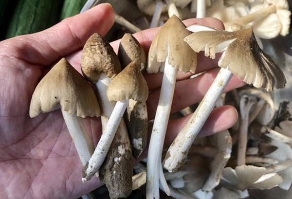 Nấm mối có thân màu trắng, mặt ngoài màu xám và gốc hơi ngả vàng. Chiều dài của loại nấm khoảng 10cm, với kích cỡ thân to bằng ngón tay út của người lớn. Ảnh: Dân Việt.
