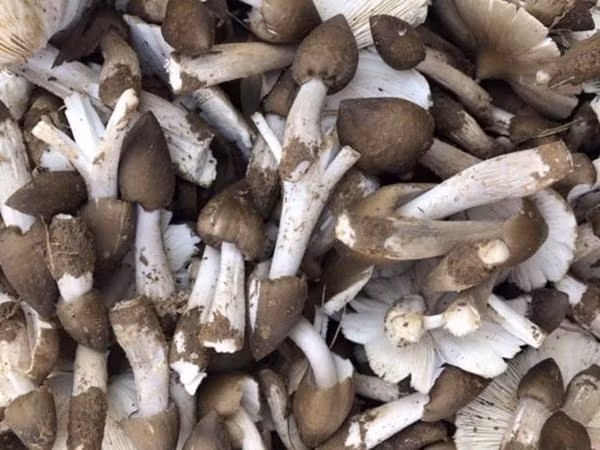 Sau đợt mưa lạnh kéo dài trong những ngày qua, cứ vào tầm 5-6 giờ hàng ngày nhiều người dân vùng quê ở đồng bằng thuộc các xã Bình Long, huyện Bình Sơn; Tịnh An, TP.Quảng Ngãi... lại rủ nhau mang rổ đi tìm hái nấm mối, một đặc sản được ví là “lộc trời ban”. Ảnh: Dân Việt.