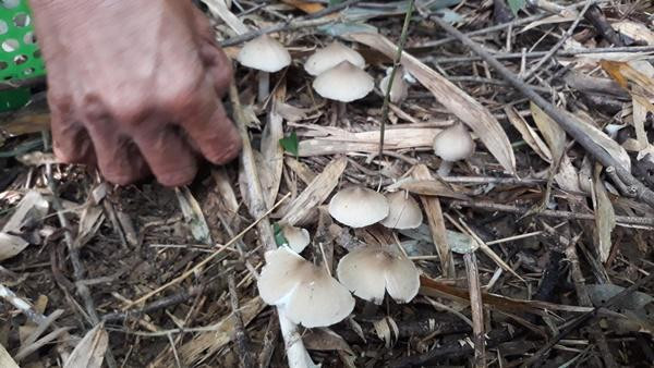 Theo người dân, nấm mối mọc tự nhiên ở các khu vực đất bỏ hoang, bờ bụi..., nơi có nhiều mối đất sinh sống nên được gọi tên như vậy. Ảnh: Dân Việt.