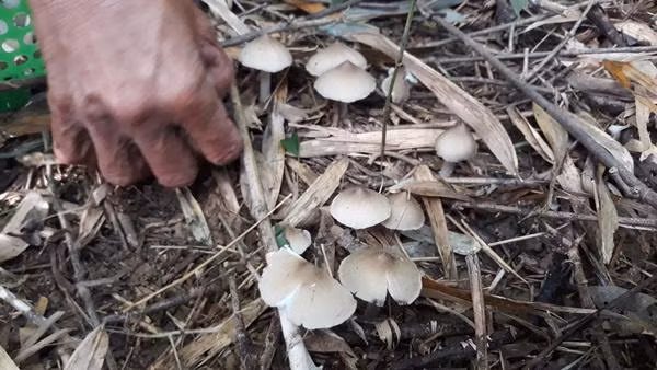 Theo người dân, nấm mối mọc tự nhiên ở các khu vực đất bỏ hoang, bờ bụi..., nơi có nhiều mối đất sinh sống nên được gọi tên như vậy. Ảnh: Dân Việt.