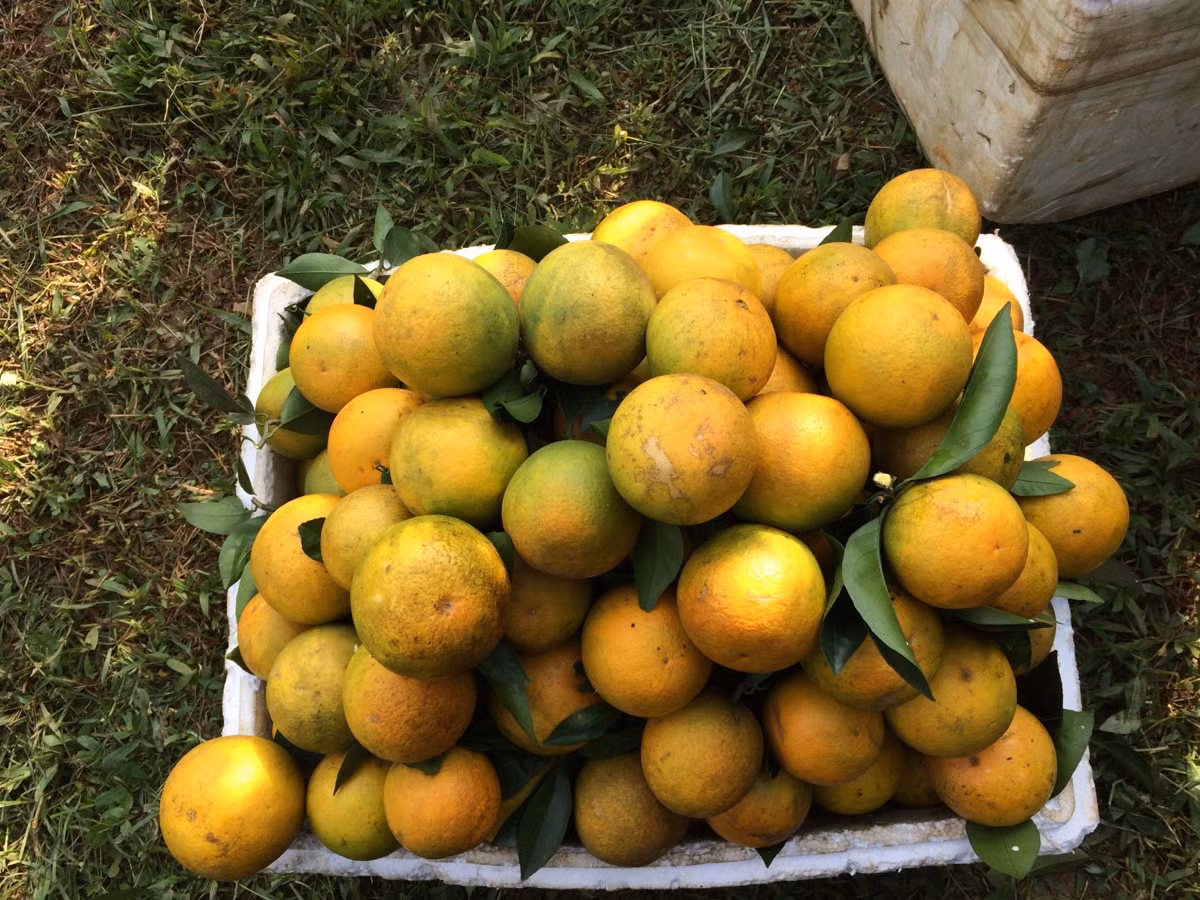 Cam Cao Phong: Đây là một đặc sản của tỉnh Hòa Bình. Thời gian bắt đầu thu hoạch của cam Cao Phong khoảng từ đầu tháng 10, thời điểm cao nhất là từ tháng 11 âm lịch.