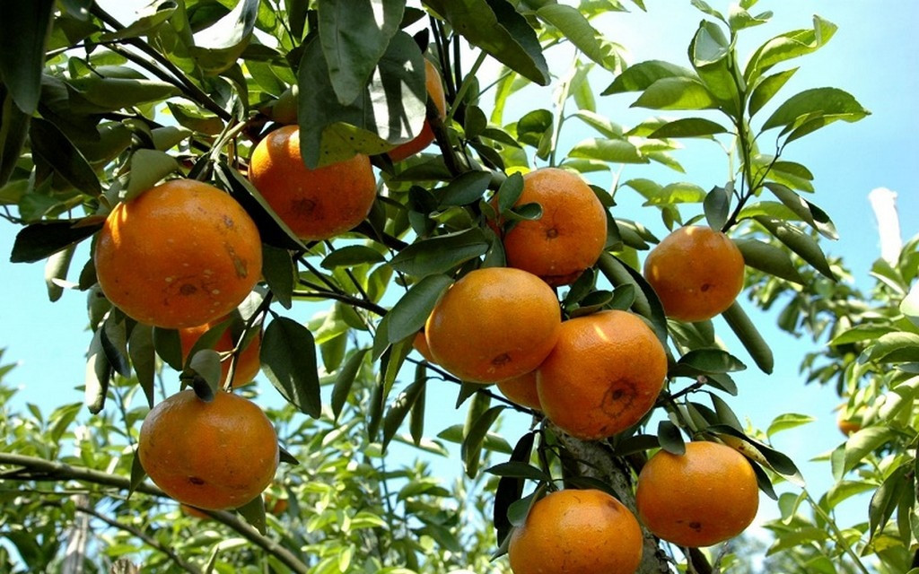 Quýt Bắc Sơn có hai loại là quả tròn và quả dẹt. Quýt quả tròn khi chín có màu vàng ươm, vỏ mỏng, dóc vỏ, ít sơ, vị ngọt đậm, thơm. Quýt quả dẹt có hai đầu lõm, hình hơi dẹt, khi chín có màu vàng ươm, vỏ dày hơn, khó bóc, vị chua và cũng ít sơ.