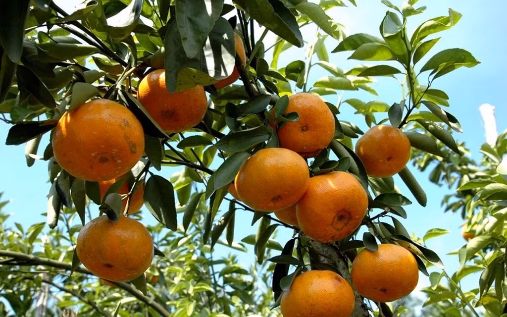 Quýt Bắc Sơn có hai loại là quả tròn và quả dẹt. Quýt quả tròn khi chín có màu vàng ươm, vỏ mỏng, dóc vỏ, ít sơ, vị ngọt đậm, thơm. Quýt quả dẹt có hai đầu lõm, hình hơi dẹt, khi chín có màu vàng ươm, vỏ dày hơn, khó bóc, vị chua và cũng ít sơ.