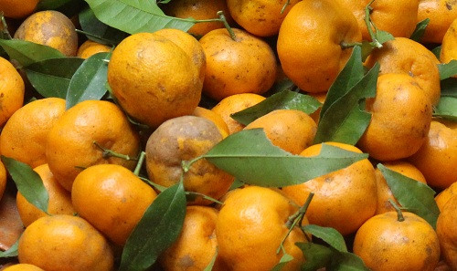 Quýt Bắc Sơn: Nhắc đến đặc sản tháng 11, ta không thể bỏ qua quýt Bắc Sơn, một đặc sản của tỉnh Lạng Sơn. Quýt ở đây từ lâu đã rất nổi tiếng bởi vừa thơm, vừa ngon.