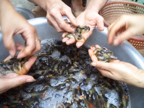 Theo tiếng địa phương, món đặc sản xứ Thanh này còn được gọi là bu bu hoặc bâu bâu. Những con nòng nọc béo mẫm, to bằng ngón tay chỉ để đãi khách quý hoặc chế biến khi trong nhà có việc gì đó trọng đại.