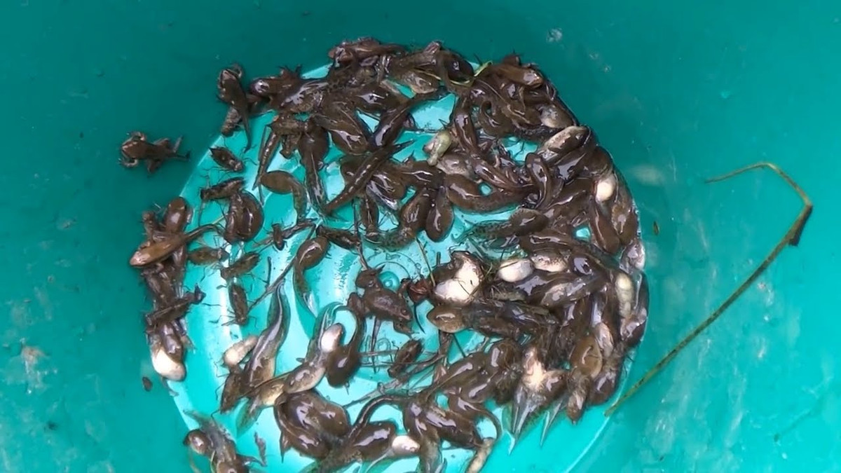 Dụng cụ dùng để bắt nòng nọc rất đơn giản, chỉ cần một chiếc dậm và một chiếc rỏ tre cùng lá khoắn làm mồi nhử. Người có kinh nghiệm chỉ cần khéo léo thả nhẹ từng chiếc lá khoắn vào một chiếc dậm đặt bên khe suối.