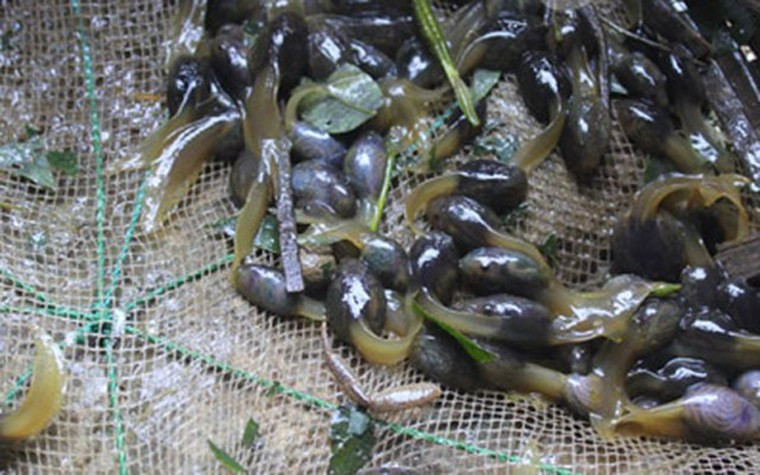 Nếu can đảm nếm thử, gắp một chú nòng nọc cho vào miệng, bạn sẽ thấy một mùi thơm đặc trưng, ăn vào thấy mềm ngọt, phảng phất đâu đó chút vị đắng nhẹ của măng rừng và nước dùng béo ngậy, đậm đà.