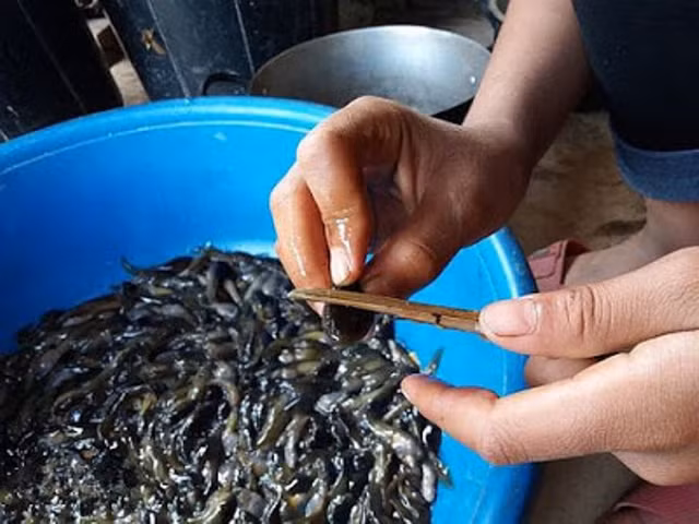 Nòng nọc sau khi bắt về được rửa qua, dùng mũi dao nhọn gẩy nhẹ vào bụng, lôi phần lòng ruột cho ra ngoài rồi rửa sạch. Sau đó để cho ráo mới mang đi chế biến thành nhiều món ăn khác nhau như: nấu canh với rau rừng; ướp với sả, ớt để xào, nướng… Nhưng món được yêu thích nhất phải kể đến nòng nọc om măng.