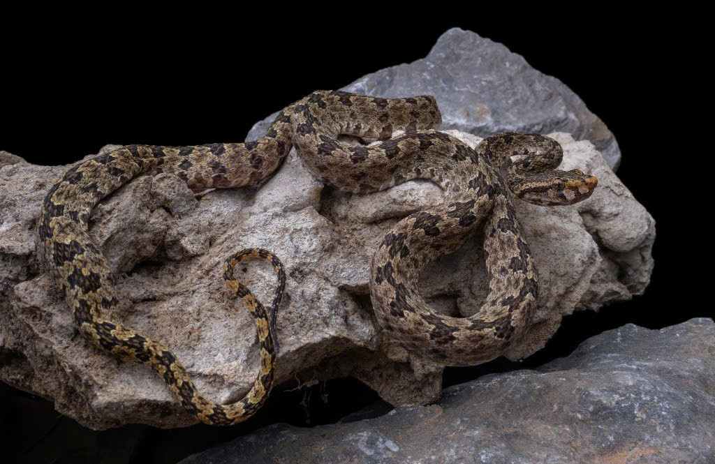 Nhà khoa học Việt phát hiện loài rắn độc mới, đề xuất phân hạng “nguy cấp” Nha khoa hoc Viet phat hien loai ran doc moi, de xuat phan hang “nguy cap”