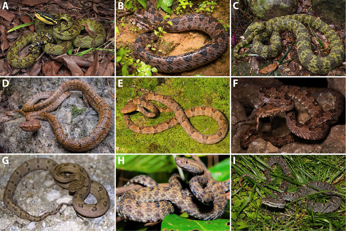 Nhà khoa học Việt phát hiện loài rắn độc mới, đề xuất phân hạng “nguy cấp” - Hình 3 Nha khoa hoc Viet phat hien loai ran doc moi, de xuat phan hang “nguy cap”-Hinh-3