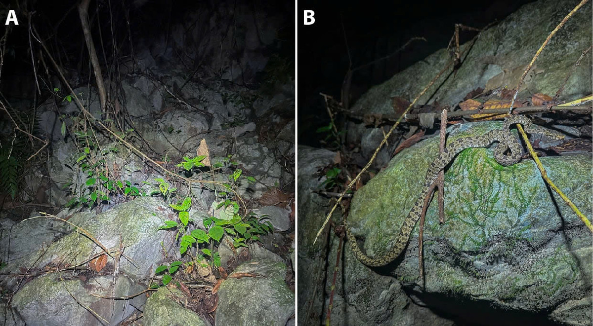 Nhà khoa học Việt phát hiện loài rắn độc mới, đề xuất phân hạng “nguy cấp” - Hình 2 Nha khoa hoc Viet phat hien loai ran doc moi, de xuat phan hang “nguy cap”-Hinh-2