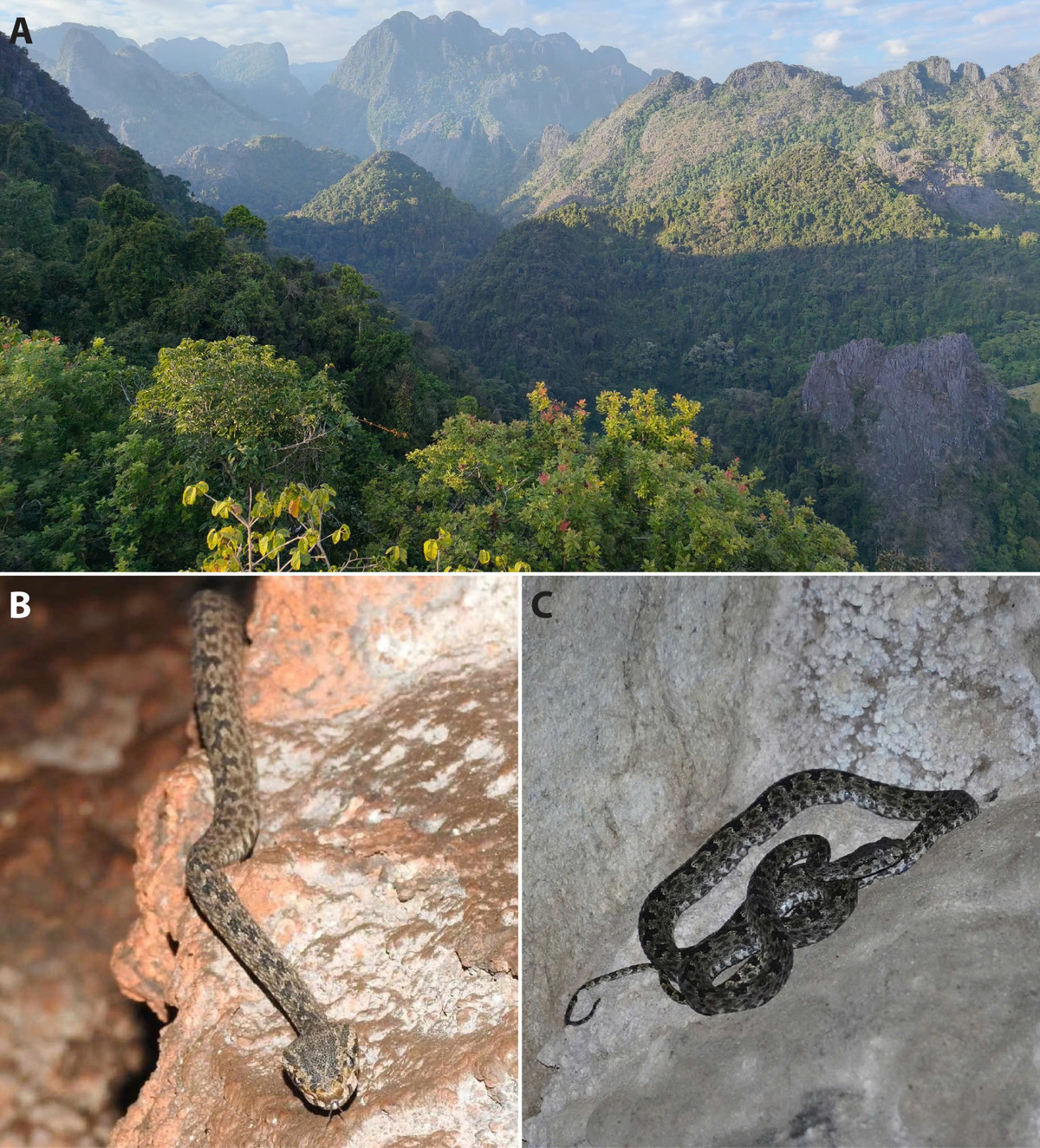 Nhà khoa học Việt phát hiện loài rắn độc mới, đề xuất phân hạng “nguy cấp” - Hình 4 Nha khoa hoc Viet phat hien loai ran doc moi, de xuat phan hang “nguy cap”-Hinh-4