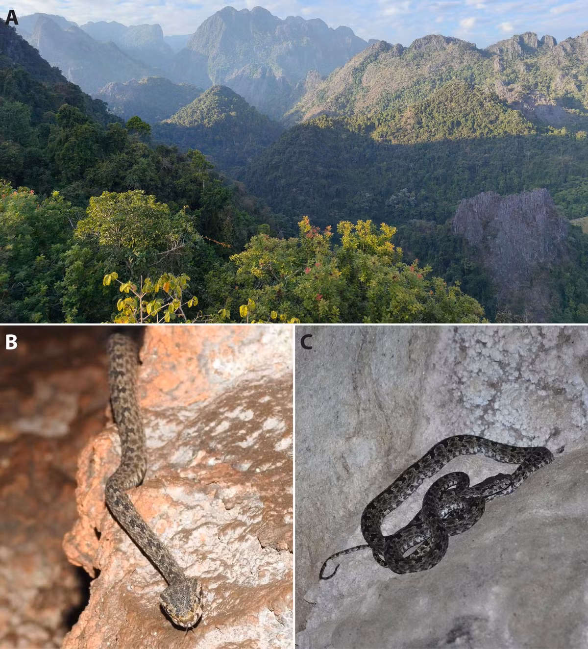 Nha khoa hoc Viet phat hien loai ran doc moi, de xuat phan hang “nguy cap”-Hinh-4