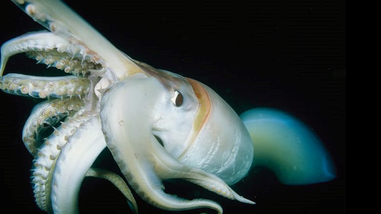 Mực khổng lồ. Loài sinh vật huyền thoại này đến thế kỷ 21 vẫn còn là một bí ẩn. 2004 là năm đánh dấu ngày đầu tiên loài sinh vật này được chụp ảnh trong môi trường hoang dã.