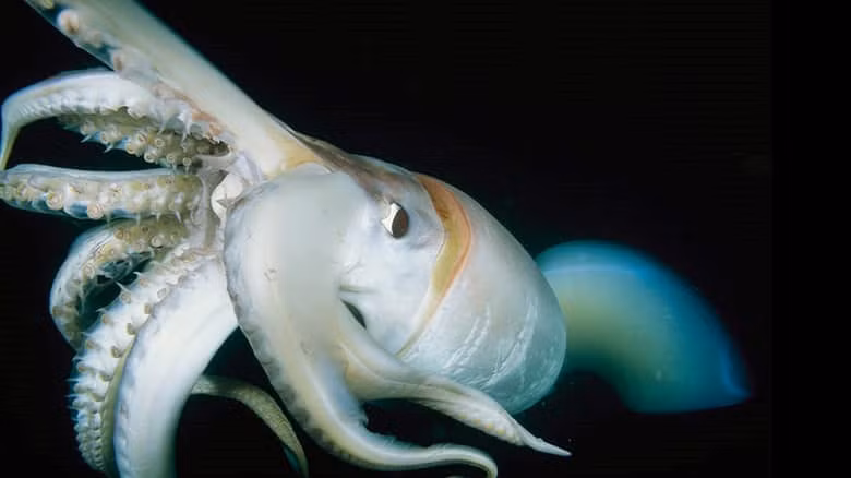 Mực khổng lồ. Loài sinh vật huyền thoại này đến thế kỷ 21 vẫn còn là một bí ẩn. 2004 là năm đánh dấu ngày đầu tiên loài sinh vật này được chụp ảnh trong môi trường hoang dã.