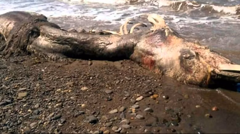 Cá heo đột biến. Được mô tả bởi các chuyên gia hàng hải trên toàn thế giới như là sinh vật thời tiền sử, xác loài cá heo này đã được tìm thấy trên một bãi biển hẻo lánh phía Đông của Nga đầu năm ngoái. Nó được xác định là một loài “cá heo lớn”. Nhưng sự xuất hiện bất thường của lông và mỏ như chim của nó đã khiến nhiều chuyên gia sinh vật biển bối rối.