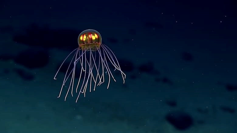 Sứa UFO phát sáng. Loài sinh vật này sống trong những phần sâu nhất của đại dương, gần vực Mariana Trenchở độ sâu khoảng 12.000 feet. Sống ở vùng biển tối tăm, chúng có với những xúc tu dài hình dạng như người ngoài hành tinh và khả năng thể phát sáng .