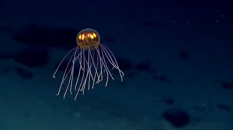 Sứa UFO phát sáng. Loài sinh vật này sống trong những phần sâu nhất của đại dương, gần vực Mariana Trenchở độ sâu khoảng 12.000 feet. Sống ở vùng biển tối tăm, chúng có với những xúc tu dài hình dạng như người ngoài hành tinh và khả năng thể phát sáng .