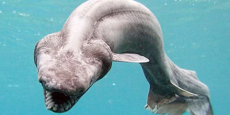 Cá mập xếp nếp. Có chiều dài khoảng 1,5-2m, loài cá mập này có lối di chuyển giống như một con rắn. Thường sống ở độ sâu tới 2.00m, loài cá này khá khó theo dõi. Nó mới chỉ có được quay phim trong môi trường sống tự nhiên gần đây nhất là năm 2004 bởi các nhà khoa học NOAA trong khi lặn ở Đại Tây Dương.