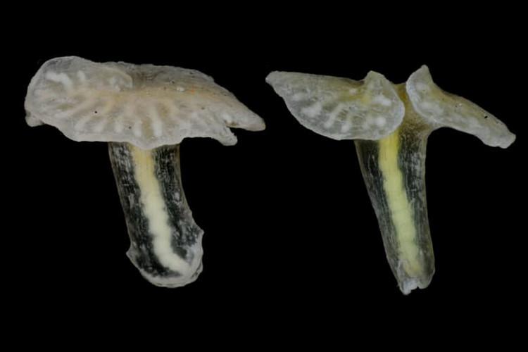 Nấm biển sâu. Với hình dạng tương tự cây nấm, sinh vật này được phát hiện lần đầu vào năm 1986 ở ngoài khơi bờ biển Australia. Những nghiên cứu mới đây của các nhà khoa học tại Đại học Cambridge và Đại học Florida đã có thể vẽ một bức tranh rõ ràng hơn về nguồn gốc tiến hóa của chúng.