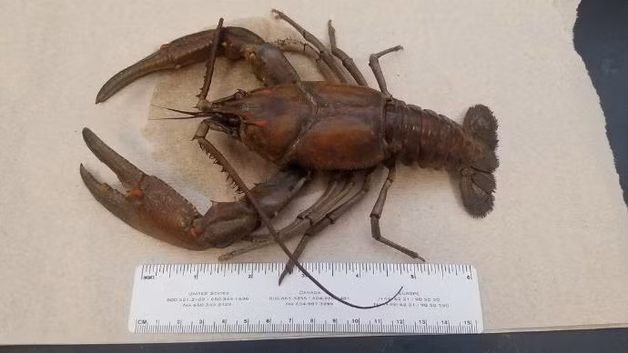 Sung sot con tom hum dat khong lo, dai 25cm