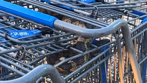 Chet khiep nhin ran ngoe nguay trong xe day hang sieu thi